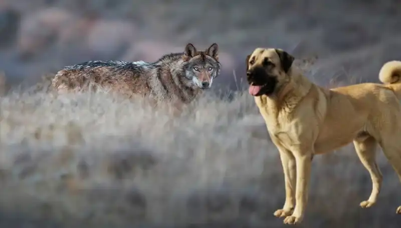 Kangal Köpeği: Kurt Popülasyonundaki Artış ve Artan Talep İlişkisi