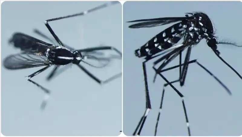 Chikungunya Virüsü: Görüldüğü Ülkeler ve Belirtileri Hakkında Bilmeniz Gerekenler