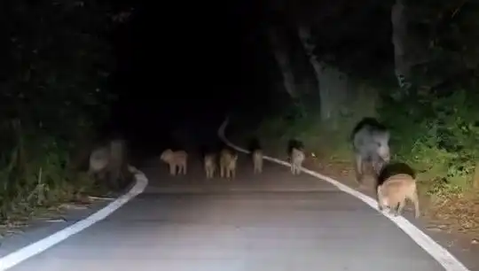 Elazığ'da Domuz Sürüsü Yola İndi, Trafik Durma Noktasına Geldi!