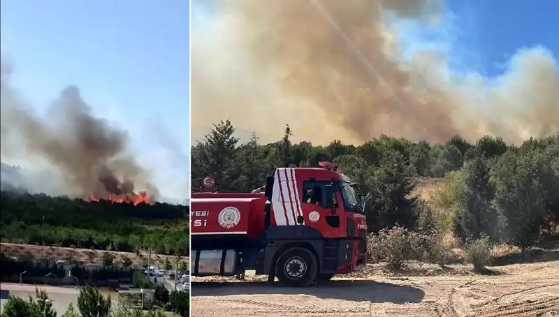 Gebze'de Büyüyen Orman Yangını: Doğa ve Hayvanlar Tehlikede
