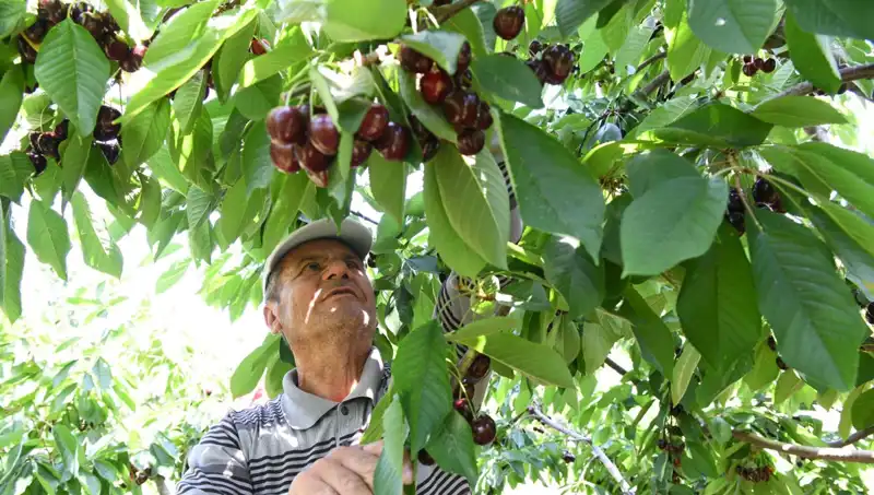Lapseki Devi: Çay Bardağına Sığmayan Dev Yüzde Kırk Beş Kilo!
