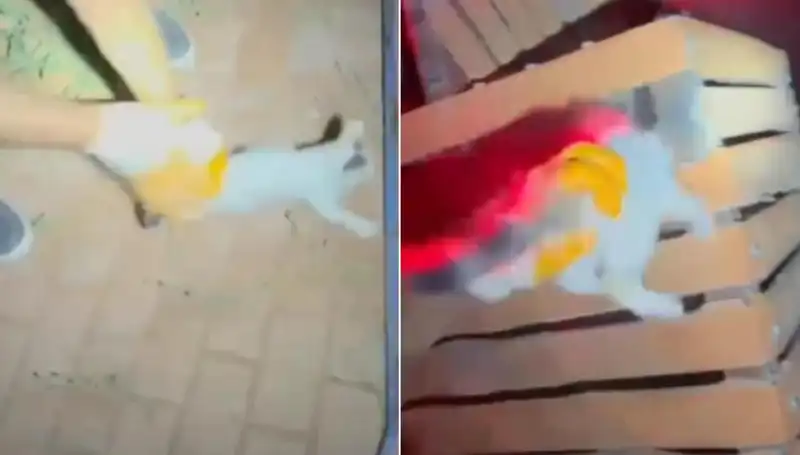 Gece yarısı itfaiye ekipleri kediyi kurtarmak için seferber oldu!