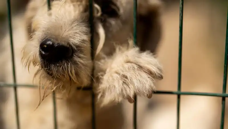 İş Stresi: İnsanlar Gibi Köpekler de Etkileniyor!