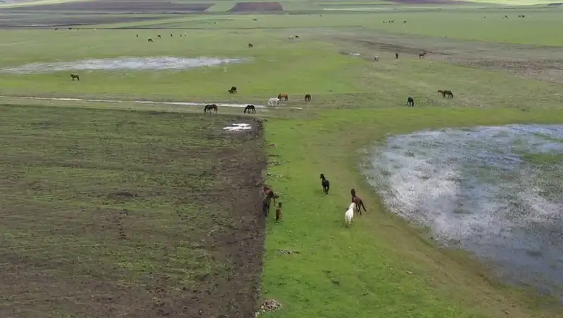 Kars'ın Doğasında Yılkı Atları: Doğanın Hayranlık Verici Görsel Şöleni