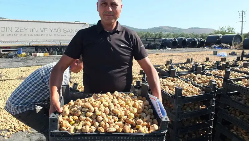 Balıkesir'de Hasat Sezonu: Çin ve Rusya'ya Yüksek Kaliteli İhracat