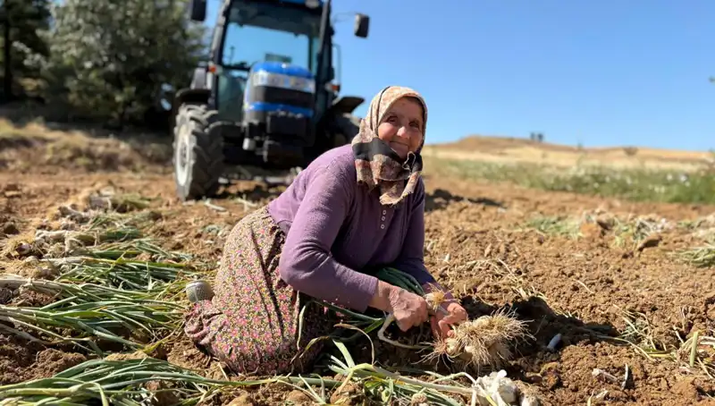 Selenyum Zengini Bu Tarım Ürünü Gözde Oluyor: Toptancı Fiyatı 1.200 Lira!