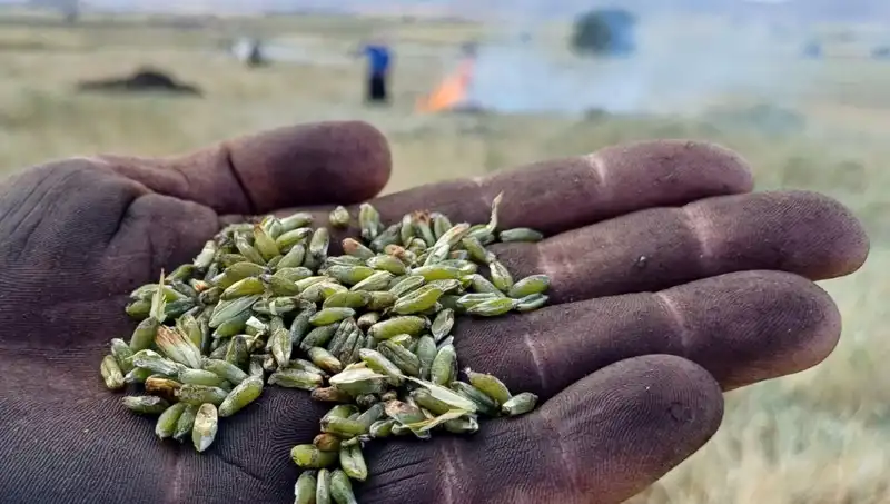 Firik Sezonu Başladı: Lezzetiyle Sofraları Şenlendiren Başucu Malzemesi
