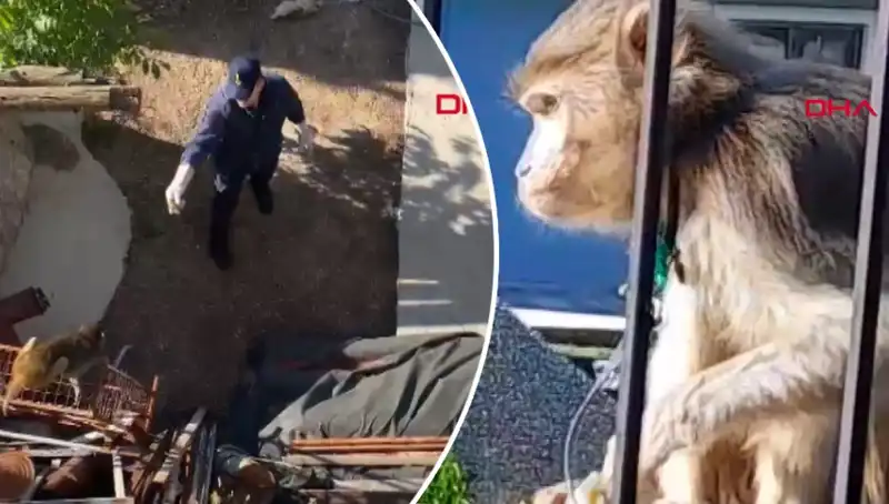 Muğla'da Sıcak Havaların Şaşırtan Olayı: Mahallede Maymun Kovalamacası