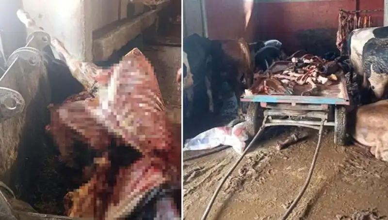 Adana'da Şok Olay: 2,5 Ton At Eti Ele Geçirildi, 4 At Kurtarıldı