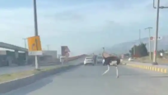 Trafikte Deve Kuşu Görüntüleri Şaşkınlık Yarattı: Olayı Nasıl Yorumlamalıyız?