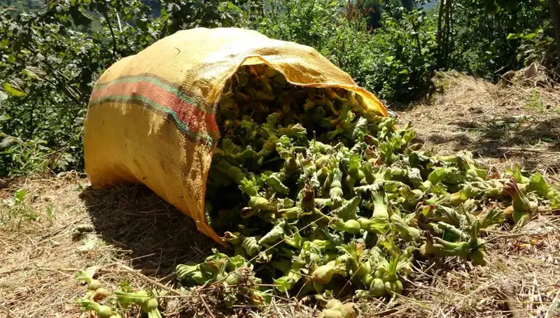 Giresun'da Fındık Hasadı Dört Gözle Bekleniyor!