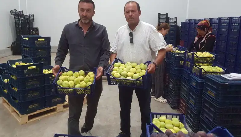 Mersinli Çiftçiler İhracatla Kazancını Katladı: Tanesi 20 TL