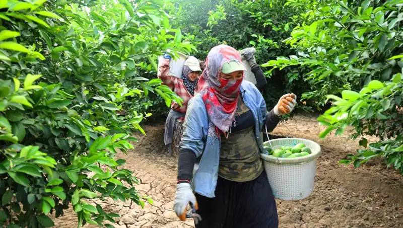 Market Fiyatları Zirveye Ulaştı: 150 Lirayı Aşan ürünler ve Hasat Sürecinin Etkisi