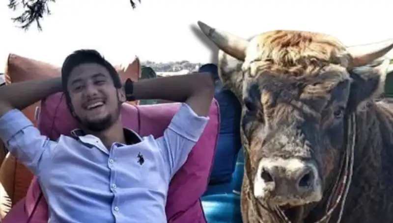 Aydın'da Yürekleri Dağlayan Olay: Güreş Boğası Can Aldı!