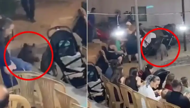 Düğün Törenine Gelen Yaban Domuzu Şok Yarattı: Anlar Anbean Kaydedildi