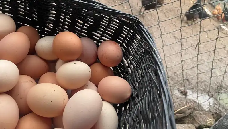 Okullarda Ekonomik Beslenmenin Anahtarı: Ucuz Protein Olarak Yükselen Seçenekler