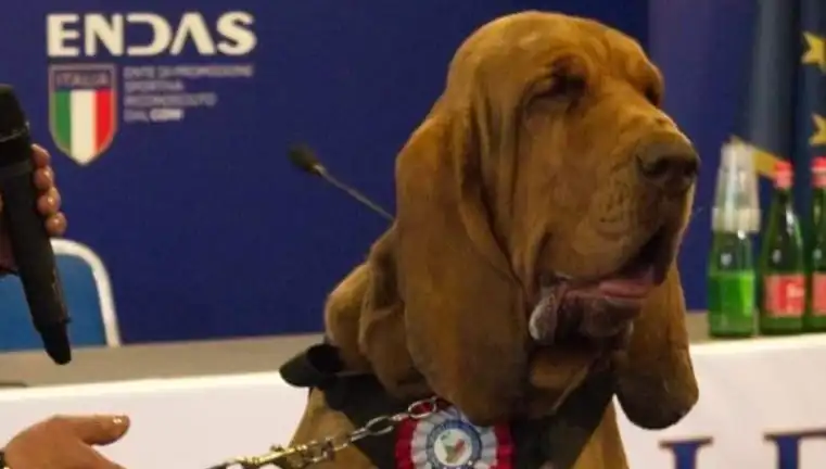 Arama Köpeği Suikasta Uğradı: Çivili Sosisle Hayatını Kaybetti!